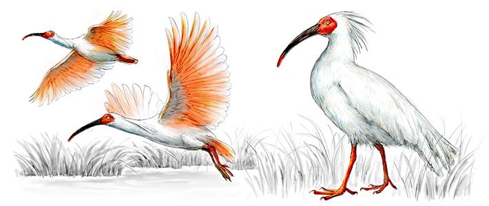 Червононогі ібіс - птах родини ібісових загону лелекоподібних