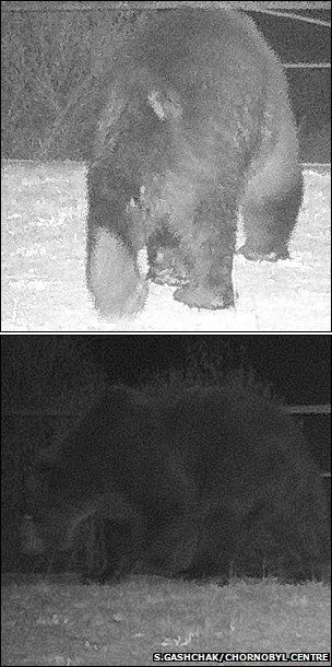 Саме на знімках, отриманих з одного з таких камер цієї осені, і був помічений ведмідь