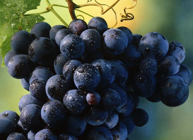 Завдяки постійним трудам селекціонерів, щорічно виводяться всі нові сорти винограду