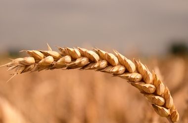 16 серпня 2016, 9:19 Переглядів:   РФ другий рік поспіль може стати головним у світі продавцем пшениці